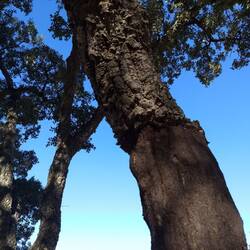 Cork tree with bark removed