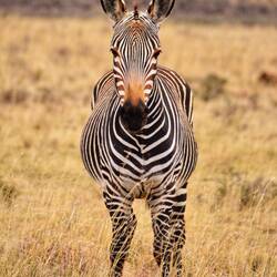 Das gefährdete Bergzebra