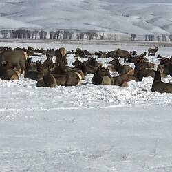 Herd of Female Elk
