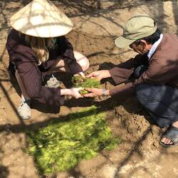 Chloë is lining the garden bed with seaweed to help the soil retain moisture.