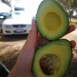 Perfekte Avocado :)