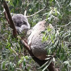Koalaaaas