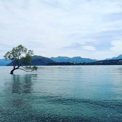 That Wanaka Tree