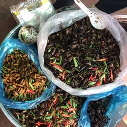 Chillies, silk worm larvae, fried crickets, and toasted tarantulas!