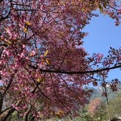 Pink Flower Tree