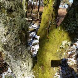 Different sides of the same tree