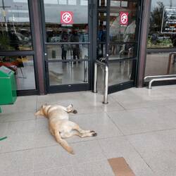 Der Hund ist relaxed - die Leute auch
