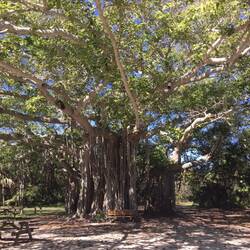 A majestic banyan tree