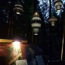Redwoodforest Tree-Walk bei Nacht