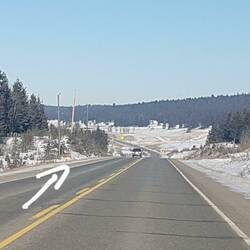 Relaxed deer on the road. "Keep calm. I'm moving."
