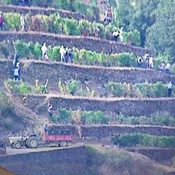 Old phot of people working on the terraces.