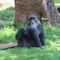 This one stole peoples' bananas