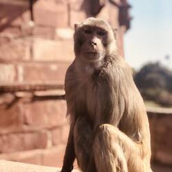 Monkeys at Agra Fort