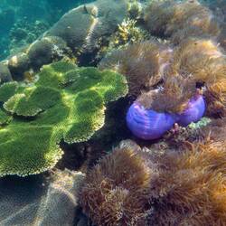 Im Anemonen-Paradies