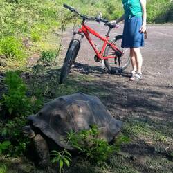 Ute hat die als ausgestorben geltende Riesenschildkröte wiederentdeckt