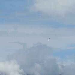 De magische Andean Condor
