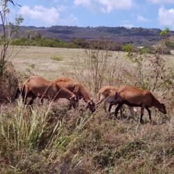 Die Schafe von Barbados