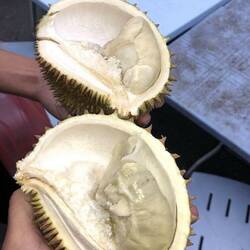 Durian