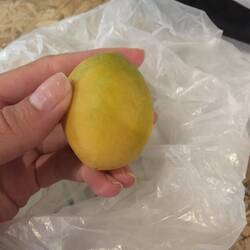 P.S Habt ihr schonmal eine Minimango gesehen?