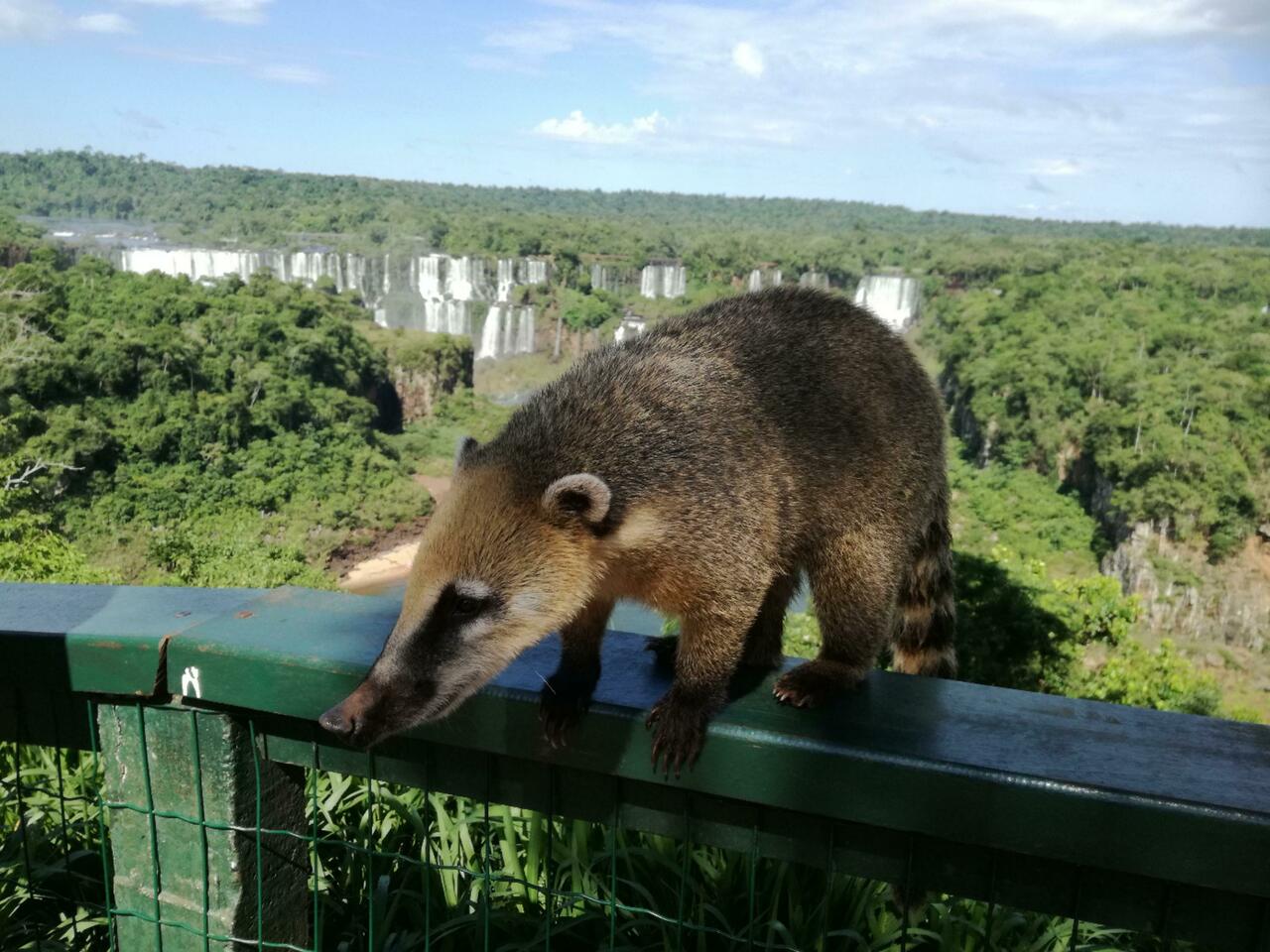 Nasenbär (Nasua) auch Coati oder Quati