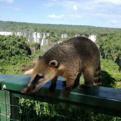 Nasenbär (Nasua) auch Coati oder Quati