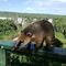 Nasenbär (Nasua) auch Coati oder Quati