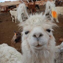 Lama:-)