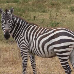 Zebra