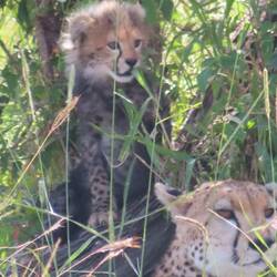 Baby cheetah and his Mom (Gepard)
