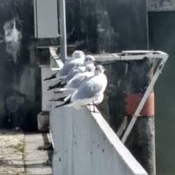 Just passing the day in the sunshine