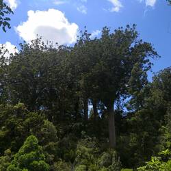 Kauri-Bäume auf der 309 Road