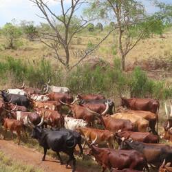 Local cows
