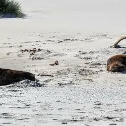 Sea lions like to keep the sand piled on...