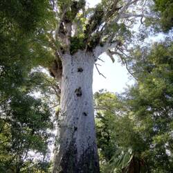 Der grösste Kauri Baum der Welt 😍🤗