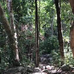 Ungläubigkeit (und richtig ätzende Zikaden)