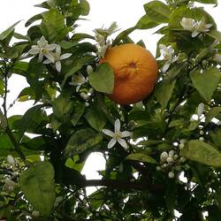 Orange trees in blossom and with fruit