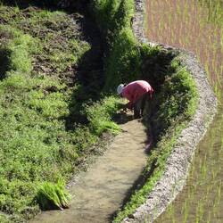 Frau bem Riis pflanze