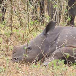 Baby rhino about 2 months old