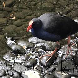 Takahē, flightless bird related to the Rail