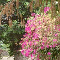 Prachtige bloemen 😁