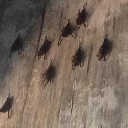 Bats