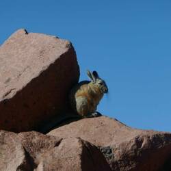 Viscacha