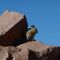 Viscacha