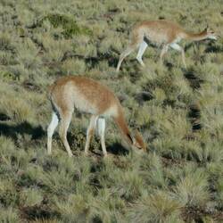 Vicunas