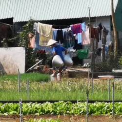 Vegetable Village, Hoi An