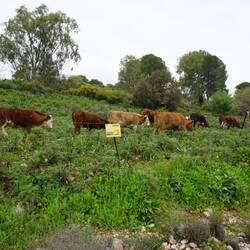 Die Kühen haben echt einen scheiß Job😱