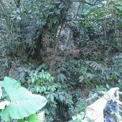 Hier ragt der Fels der Pachamama aus dem Hang. Unter hier ist der Tümpel zu sehen, welcher nicht austrocknen d