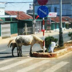 Freilaufend Pferde auf der Straße, Lang Biang