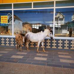 Freilaufend Pferde auf dem Fußweg, Lang Biang