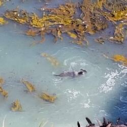 Pictures don't do justice to the thrashing sea lion ripping at its lunch.